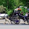 Advocates Want Carriage Horses Off The Streets During Heat Advisories